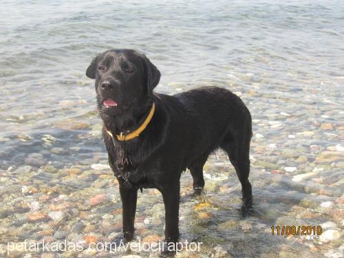 ida Dişi Labrador Retriever