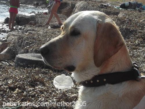 fıstık Dişi Labrador Retriever