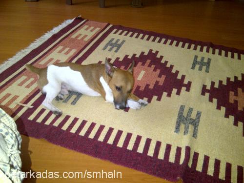 mex Erkek Jack Russell Terrier