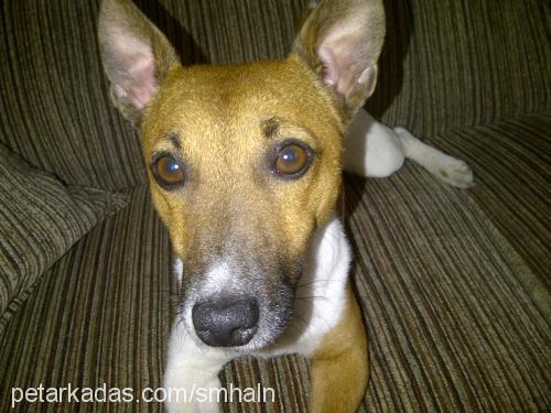 mex Erkek Jack Russell Terrier