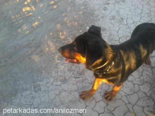 hector Erkek Rottweiler