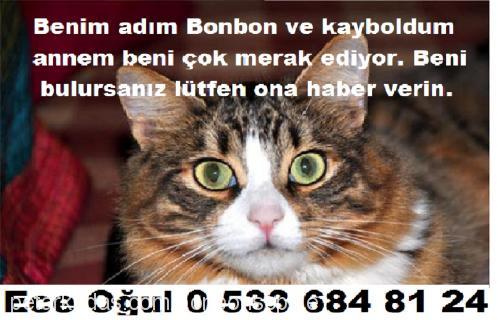 bonbon Dişi Maine Coon