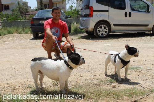 juliet Dişi Fransız Bulldog