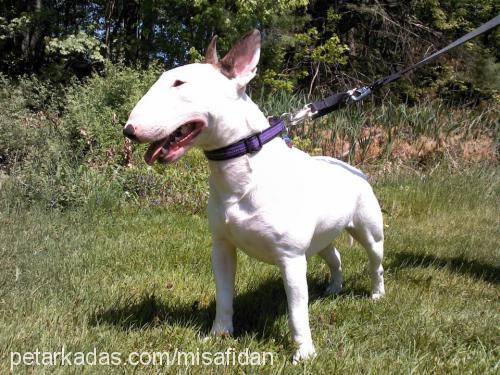 dia Erkek Bull Terrier