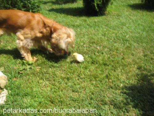 murphy Erkek İngiliz Cocker Spaniel