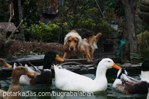 murphy Erkek İngiliz Cocker Spaniel