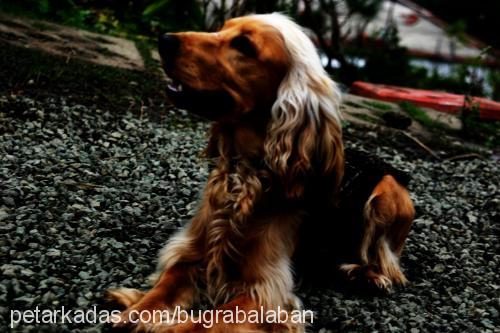 murphy Erkek İngiliz Cocker Spaniel