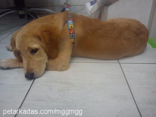 pasa Erkek Golden Retriever