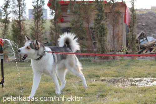 hektor Erkek Sibirya Kurdu (Husky)