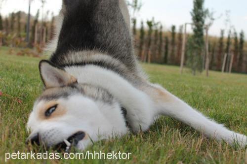 hektor Erkek Sibirya Kurdu (Husky)