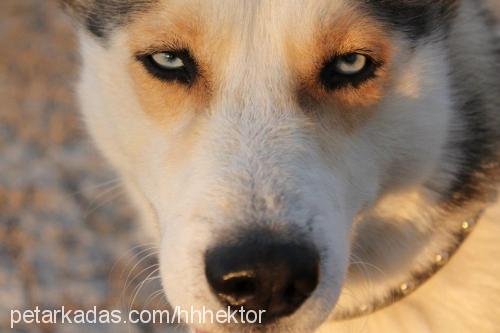 hektor Erkek Sibirya Kurdu (Husky)