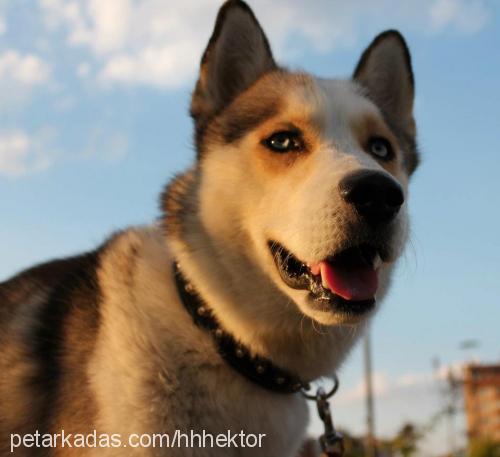 hektor Erkek Sibirya Kurdu (Husky)