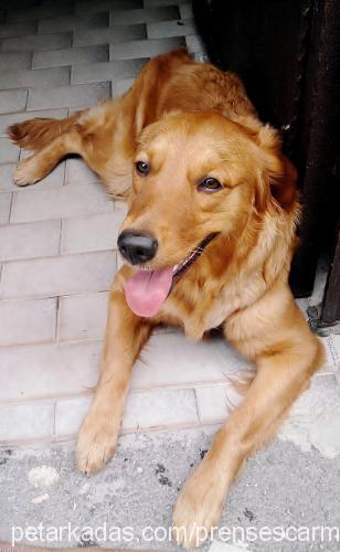 prenses Dişi Golden Retriever