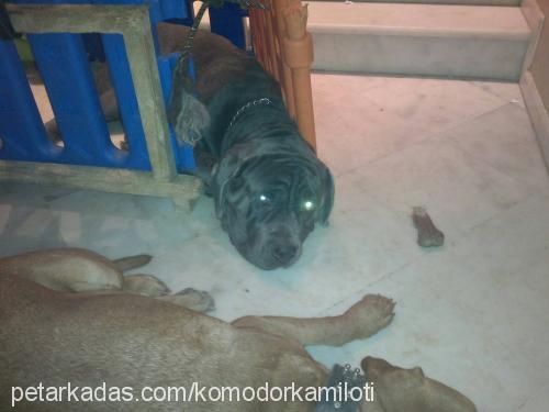 tork Erkek Cane Corso Italiano