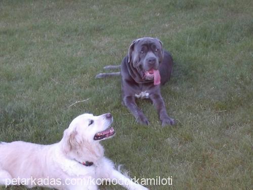 tork Erkek Cane Corso Italiano