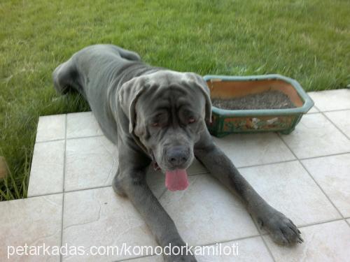 tork Erkek Cane Corso Italiano