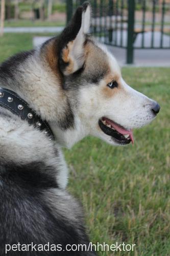 hektor Erkek Sibirya Kurdu (Husky)