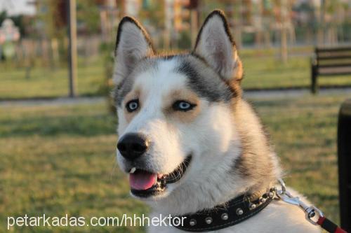 hektor Erkek Sibirya Kurdu (Husky)