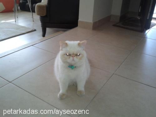 çilek Dişi Exotic Shorthair