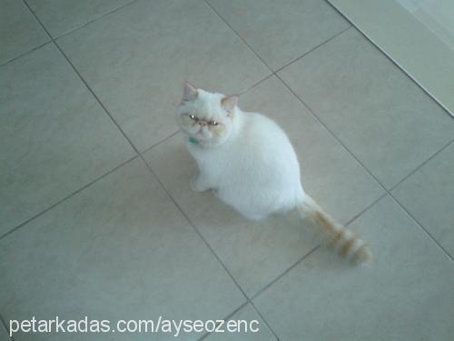 çilek Dişi Exotic Shorthair