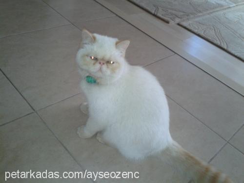 çilek Dişi Exotic Shorthair