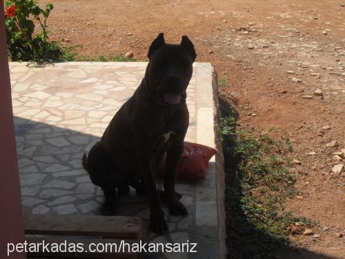 efe Erkek Bandogge Mastiff