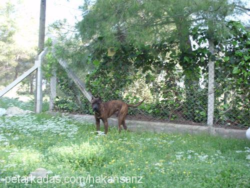 efe Erkek Bandogge Mastiff