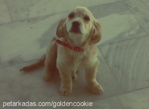 cookie Dişi İngiliz Cocker Spaniel