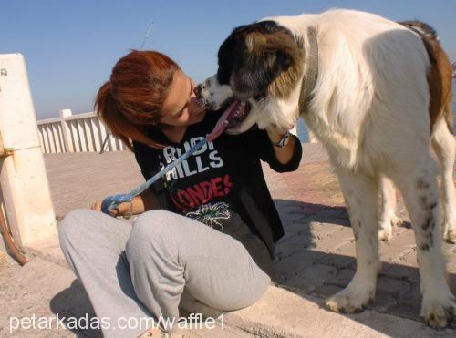 waffle Erkek St. Bernard (Saint Bernard)