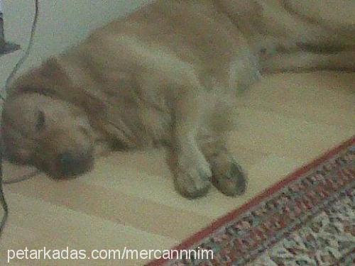 mercan Dişi Golden Retriever