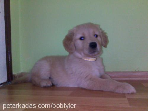 tyler Erkek Golden Retriever