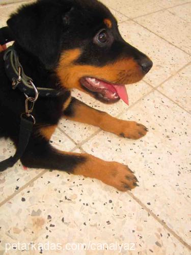 destan Dişi Rottweiler