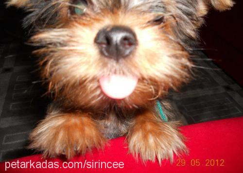 ateş Erkek Yorkshire Terrier