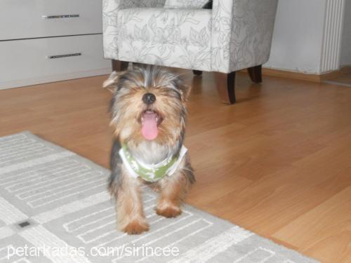 ateş Erkek Yorkshire Terrier