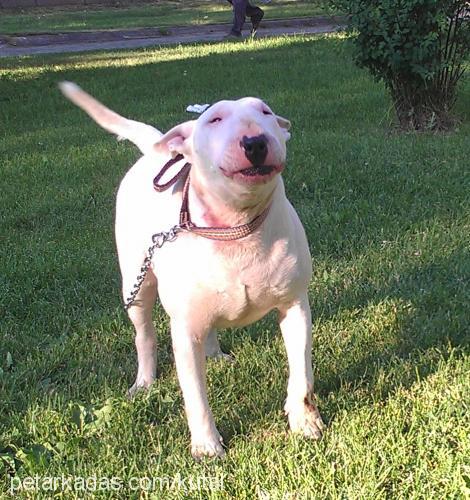 robot Dişi Bull Terrier