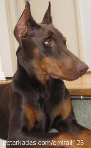 ares Erkek Doberman Pinscher