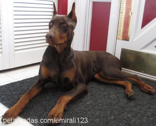 ares Erkek Doberman Pinscher