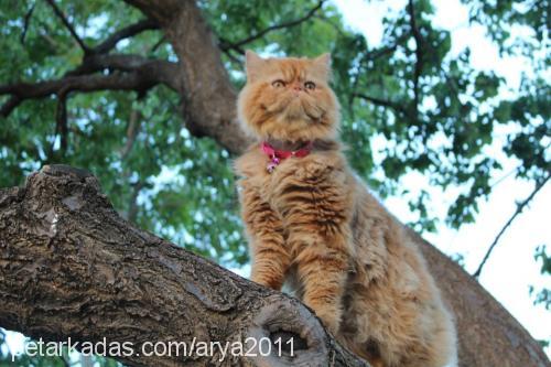 arya Dişi İran Kedisi