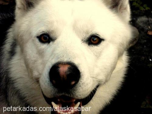 sabar Erkek Alaskan Malamute