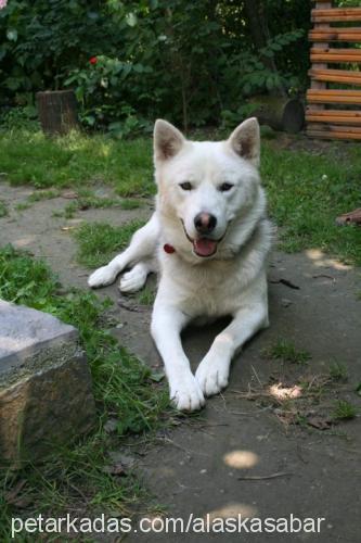 sabar Erkek Alaskan Malamute