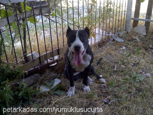 lina Dişi Amerikan Staffordshire Terrier