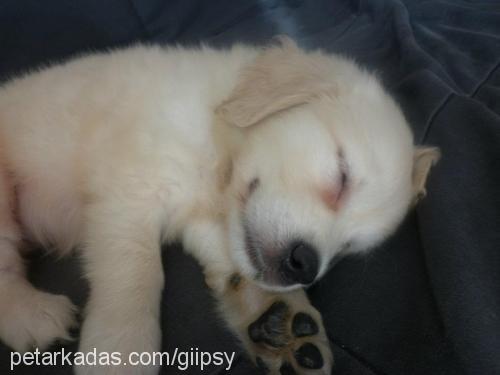 gİpsy Dişi Golden Retriever