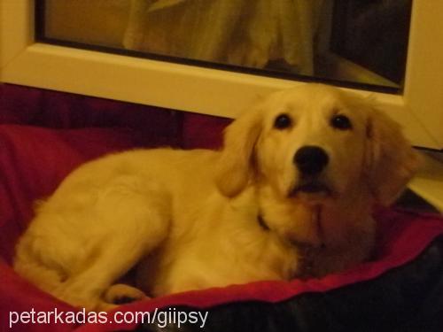 gİpsy Dişi Golden Retriever