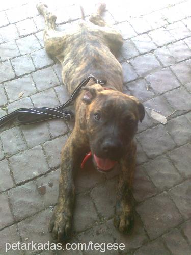 sahra Dişi Mastiff