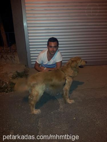 dost Erkek Golden Retriever