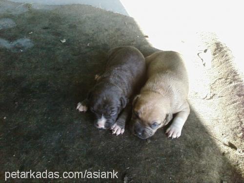 yavrular Erkek Amerikan Staffordshire Terrier