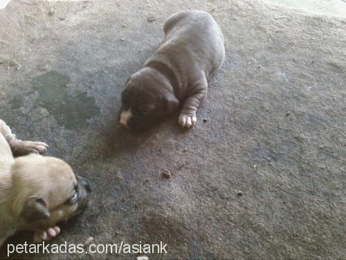 yavrular Erkek Amerikan Staffordshire Terrier