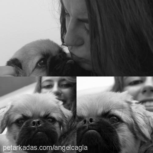 Çakıl Erkek Pekingese