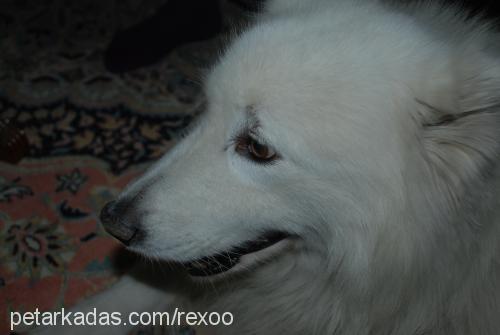 rex Erkek Samoyed