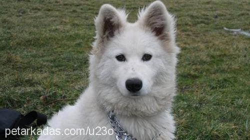 samantha Dişi Samoyed